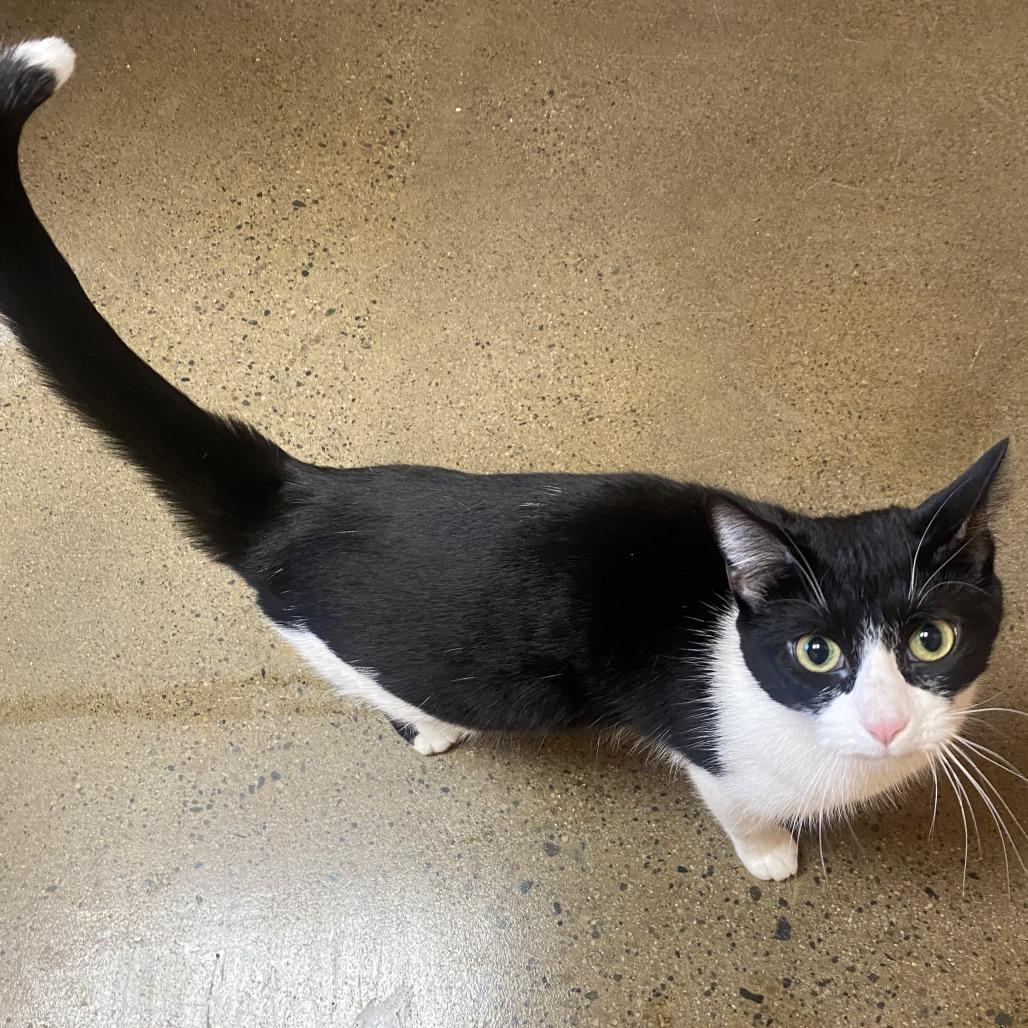 Enlarge Ping, a Adoptable Domestic Short Hair in Wadena, MN image 3/5