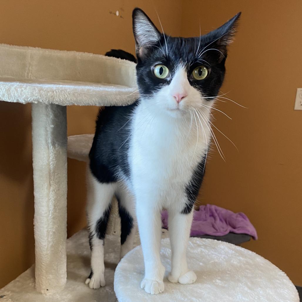 Enlarge Ping, a Adoptable Domestic Short Hair in Wadena, MN image 4/5