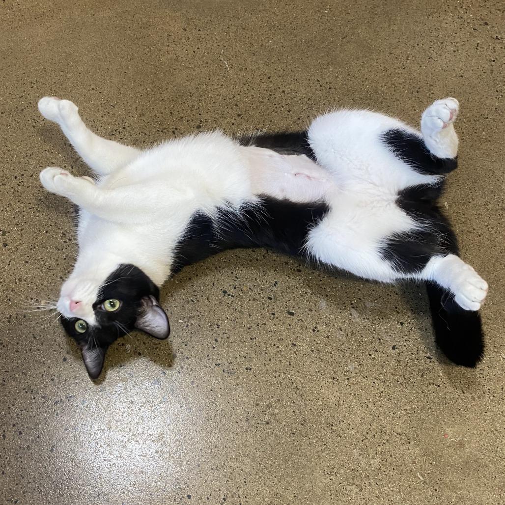 Enlarge Ping, a Adoptable Domestic Short Hair in Wadena, MN image 5/5