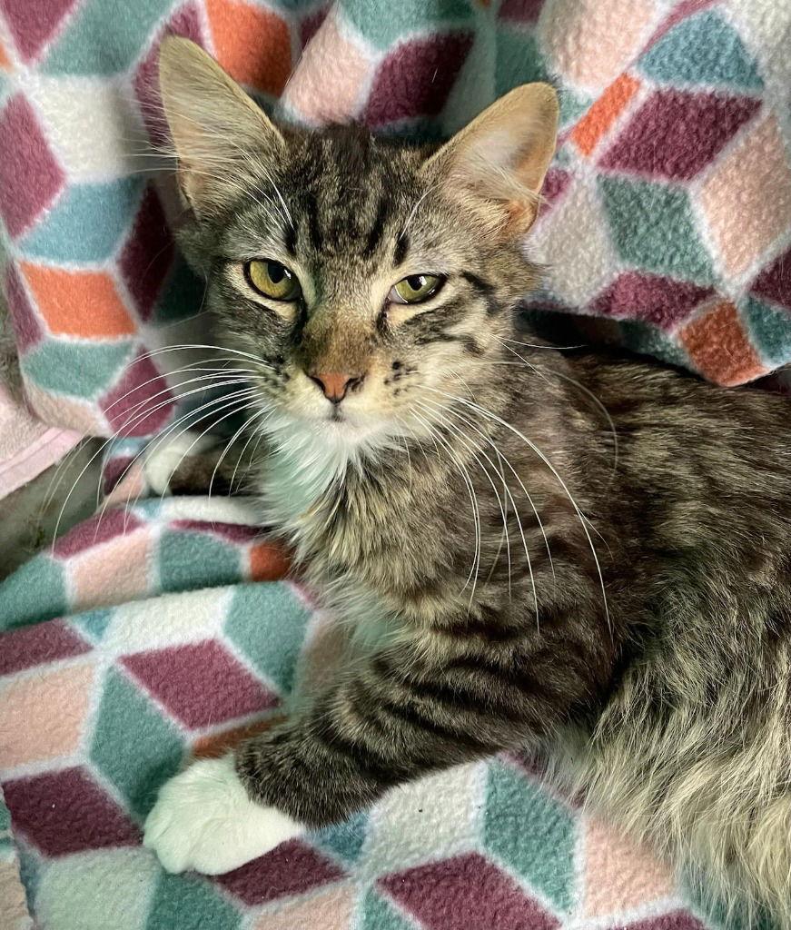 Frank, Adoptable, Young Male Domestic Long Hair.