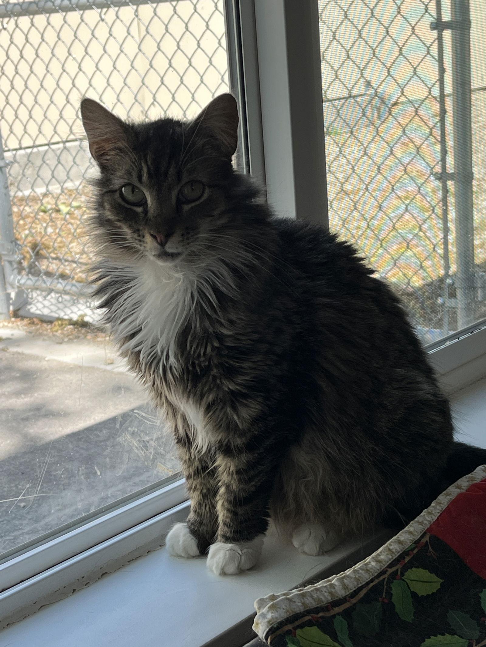 Enlarge Frank, a Adoptable Domestic Long Hair in Emmett, ID image 2/3