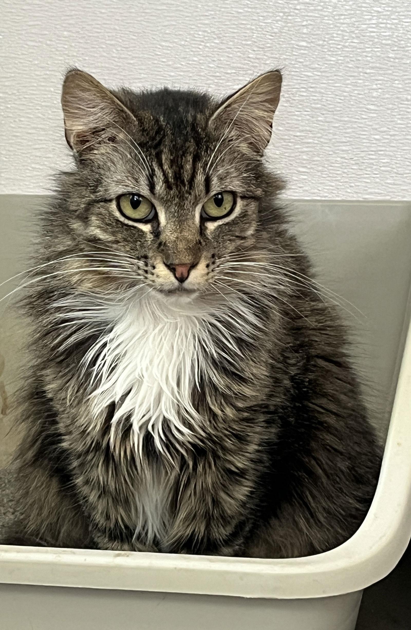 Enlarge Frank, a Adoptable Domestic Long Hair in Emmett, ID image 3/3