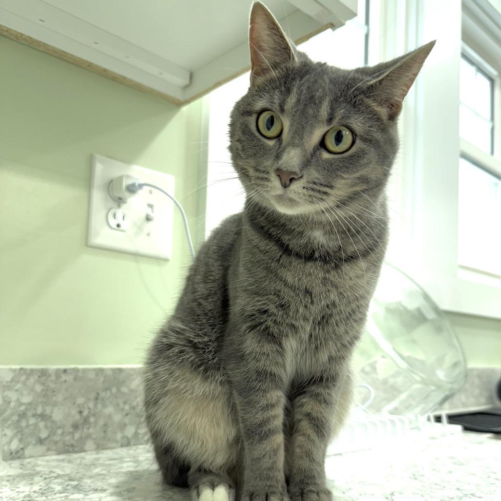 Enlarge Cassiopiea, a Adoptable Domestic Short Hair in Goshen, IN image 1/1