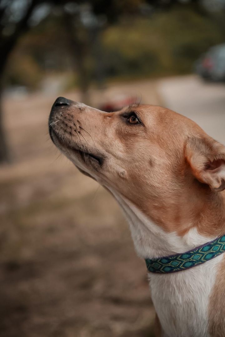 Ariel, Adoptable, Young Female Terrier & Cattle Dog.