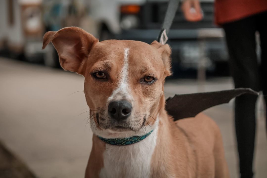 Enlarge Ariel, a Adoptable mixed breed in Ponca City, OK image 2/4