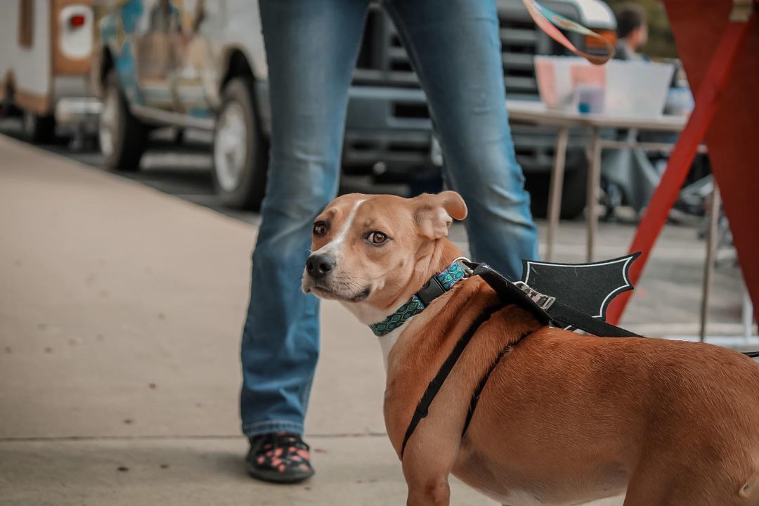 Enlarge Ariel, a Adoptable mixed breed in Ponca City, OK image 3/4