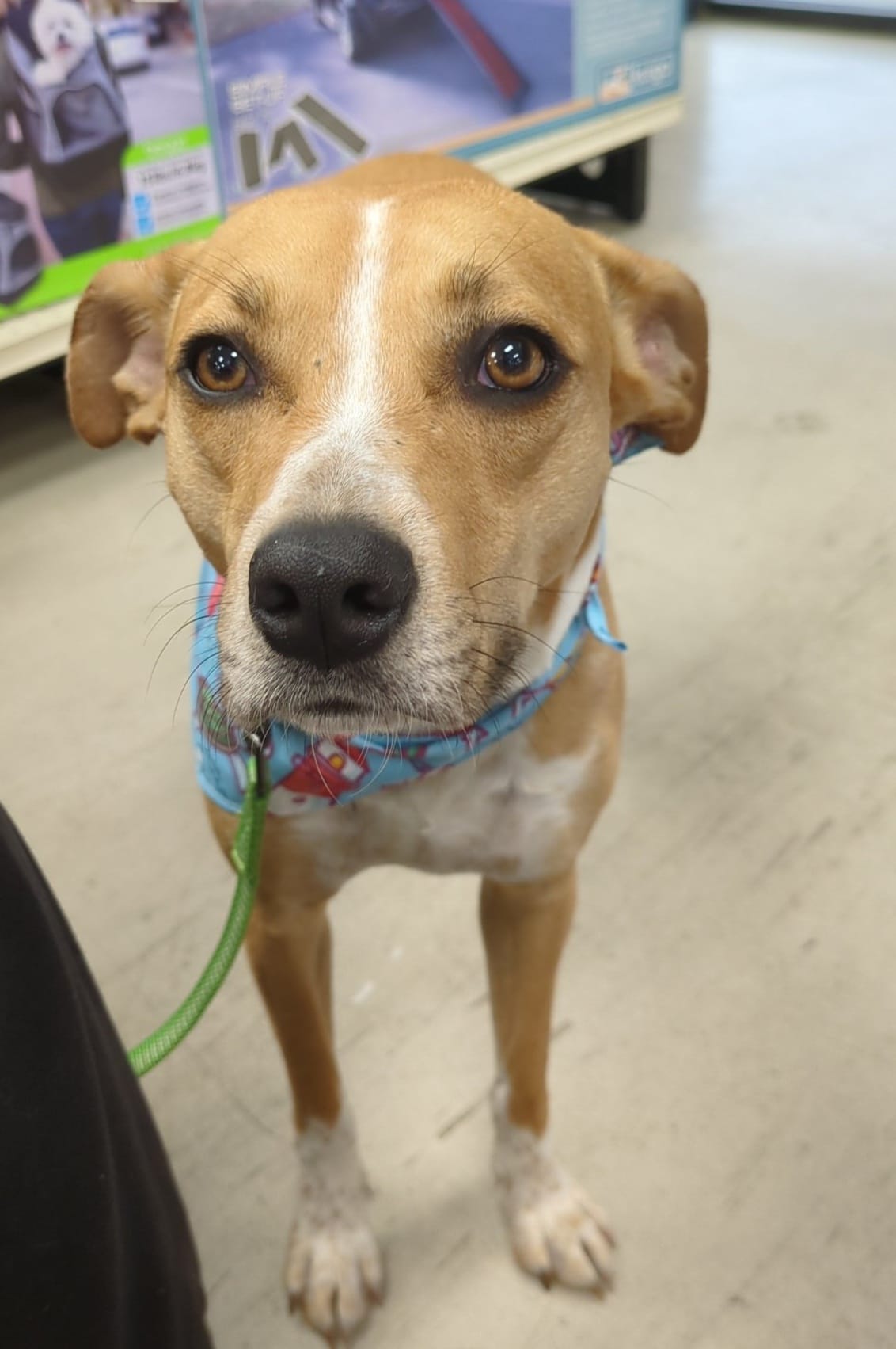 Enlarge Ariel, a Adoptable mixed breed in Ponca City, OK image 4/4