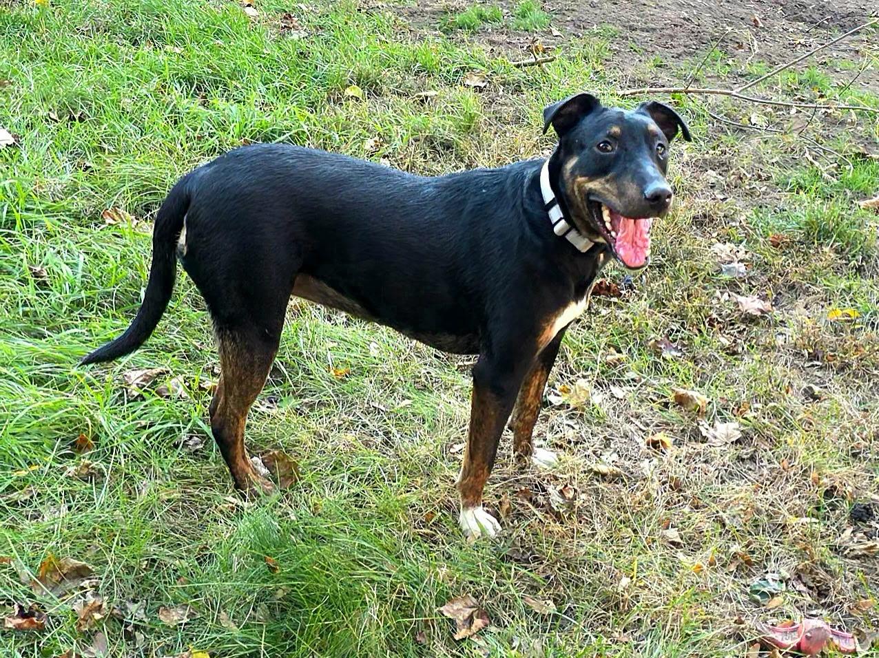Enlarge Waived Fee Cardigan in NH. Come Meet our Adoptable Dogs Wednesday-Saturday. More info in Bio, a Adoptable mixed breed in Manchester, NH image 3/4