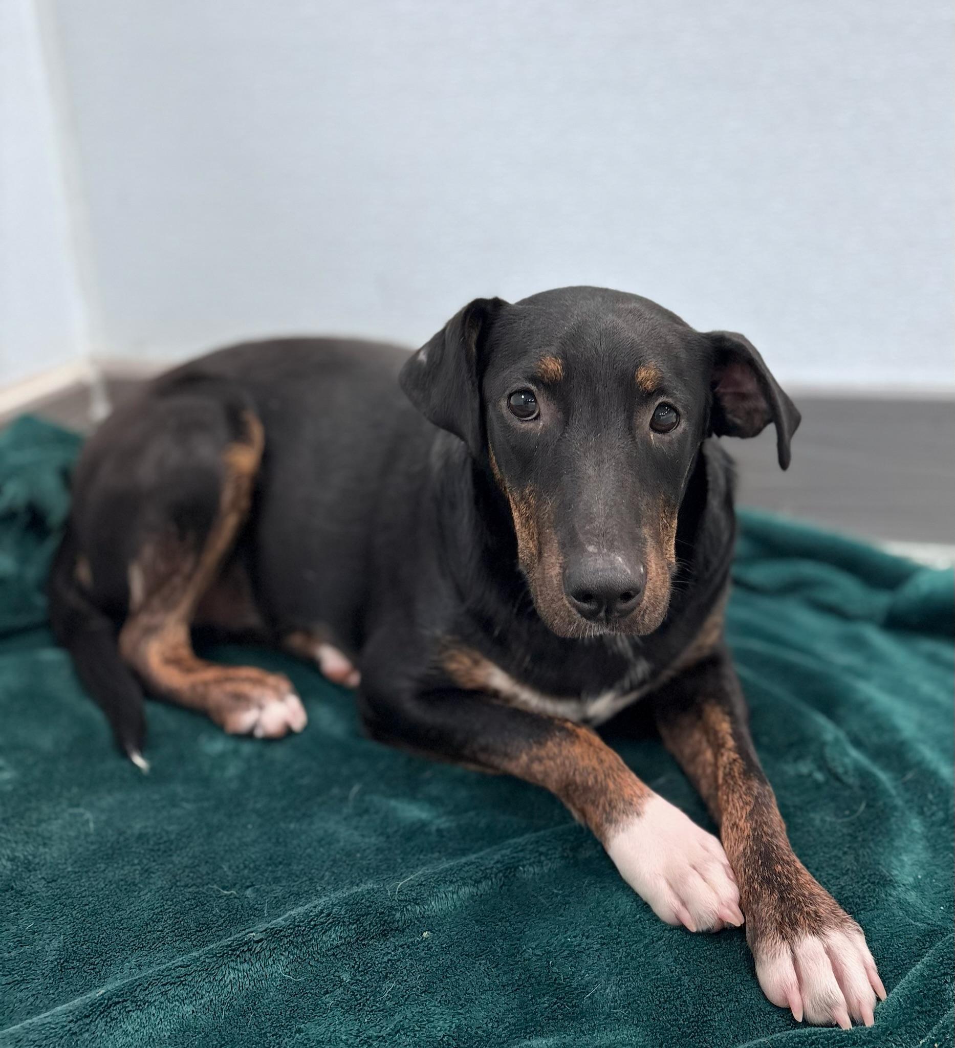 Enlarge Waived Fee Cardigan in NH. Come Meet our Adoptable Dogs Wednesday-Saturday. More info in Bio, a ADOPTABLE mixed breed in Manchester, NH image 2/2