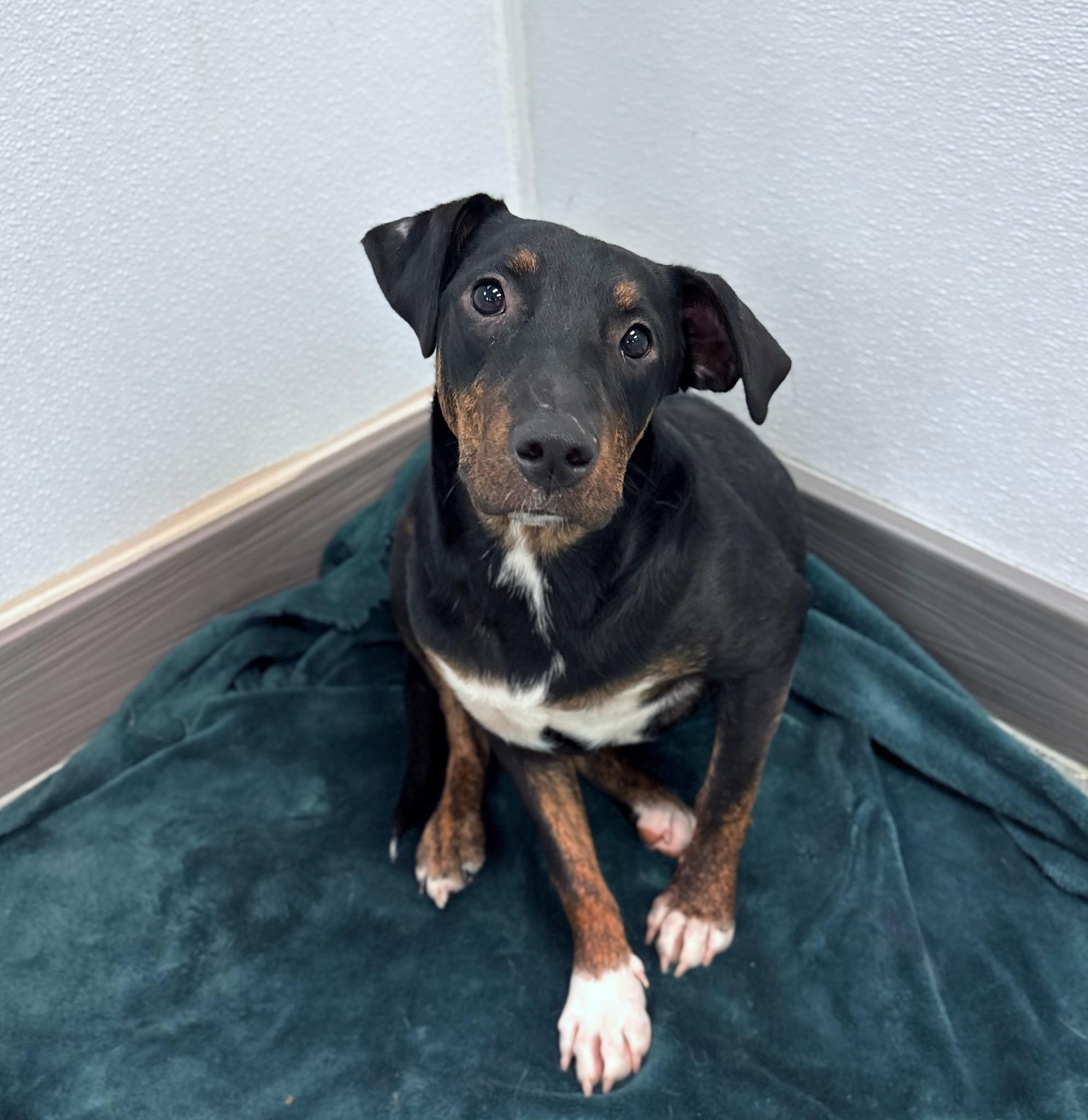 Waived Fee Cardigan in NH. Come Meet our Adoptable Dogs Wednesday-Saturday. More info in Bio, ADOPTABLE, Puppy Female Labrador Retriever.