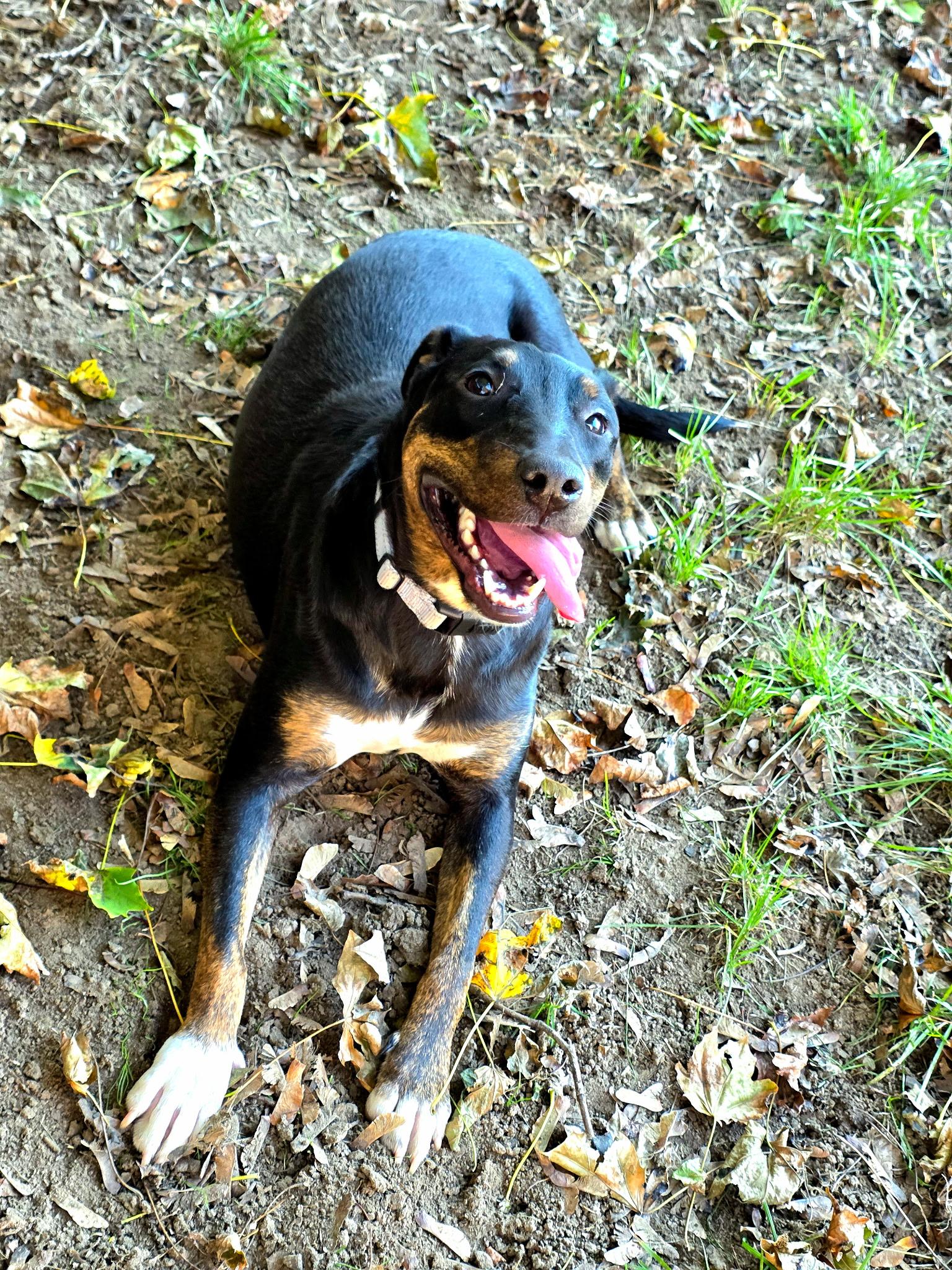 Enlarge Waived Fee Cardigan in NH. Come Meet our Adoptable Dogs Wednesday-Saturday. More info in Bio, a Adoptable mixed breed in Manchester, NH image 4/4