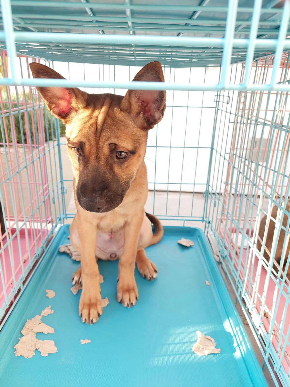 Maya, a Adoptable mixed breed in Los Angeles, CA image 1/2