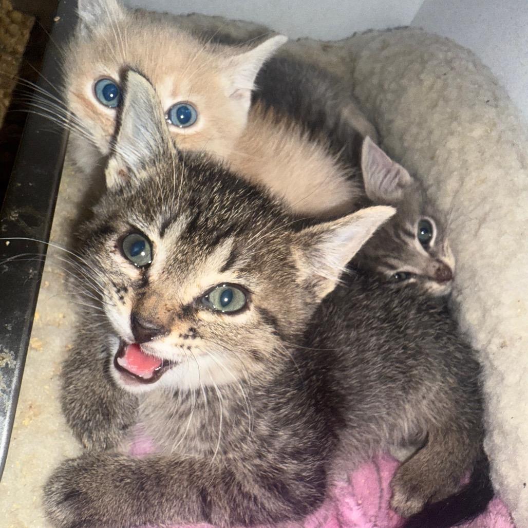 Cayenne, Adoptable, Young Female Domestic Short Hair.