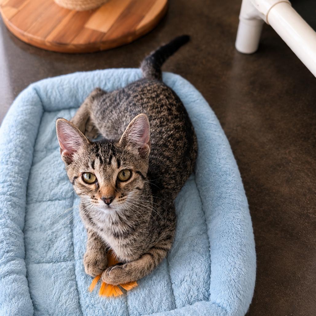 Enlarge Cayenne, a Adoptable Domestic Short Hair in Tylertown, MS image 2/3