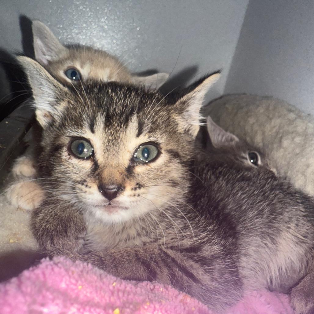 Enlarge Cayenne, a Adoptable Domestic Short Hair in Tylertown, MS image 3/3