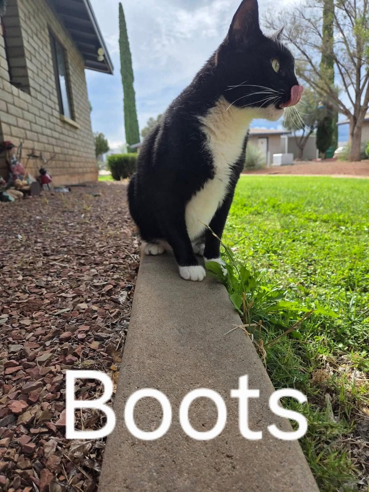 Enlarge BOOTS (Courtesy post), a ADOPTABLE Domestic Short Hair in Sierra Vista, AZ image 3/3