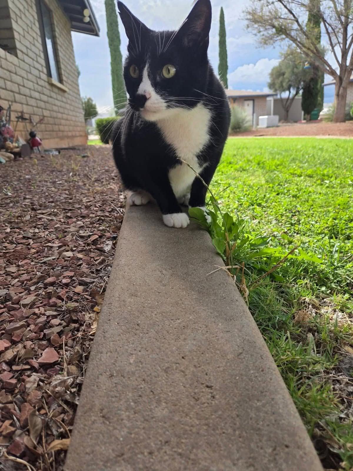 Enlarge BOOTS (Courtesy post), a ADOPTABLE Domestic Short Hair in Sierra Vista, AZ image 1/3