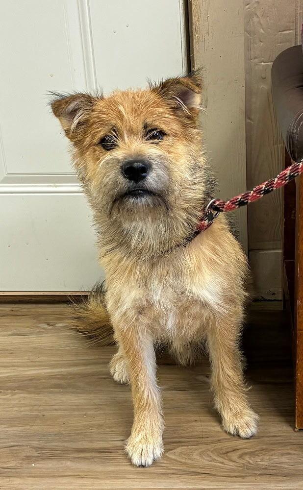 Boba ( Bo ), Adoptable, Adult Male Yorkshire Terrier & Shiba Inu.