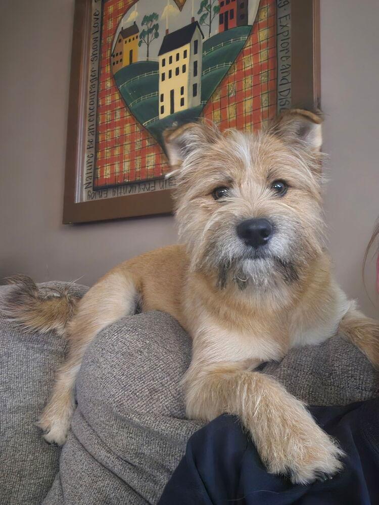 Enlarge Boba ( Bo ), a Adoptable mixed breed in Fremont, NE image 2/2