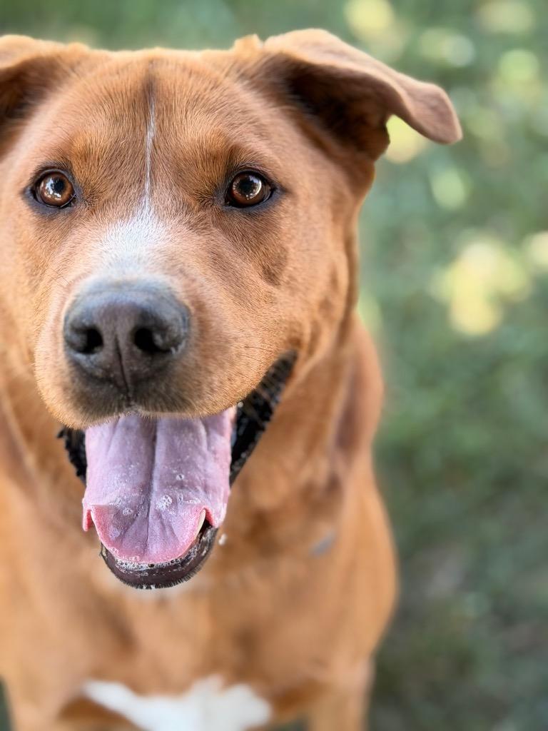 Enlarge Mahony, a Adoptable mixed breed in Peru, NY image 3/4