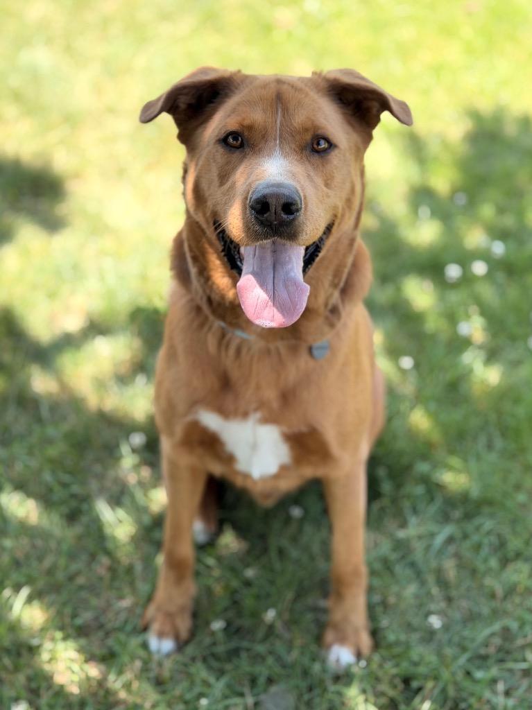 Enlarge Mahony, a Adoptable mixed breed in Peru, NY image 4/4