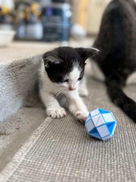 Kitten 1, Adoptable, Kitten Male Domestic Medium Hair.