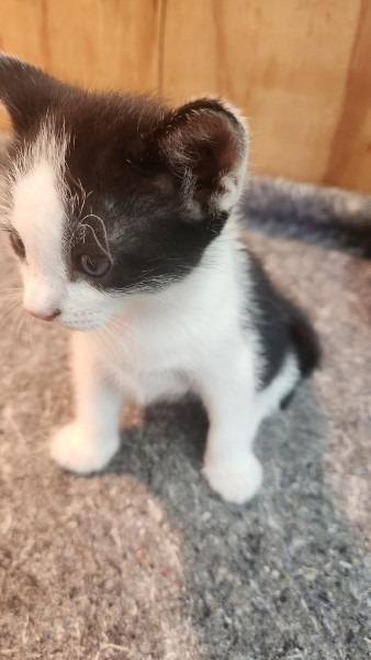 Kitten 1, a Adoptable mixed breed in Bryan, TX image 3/3