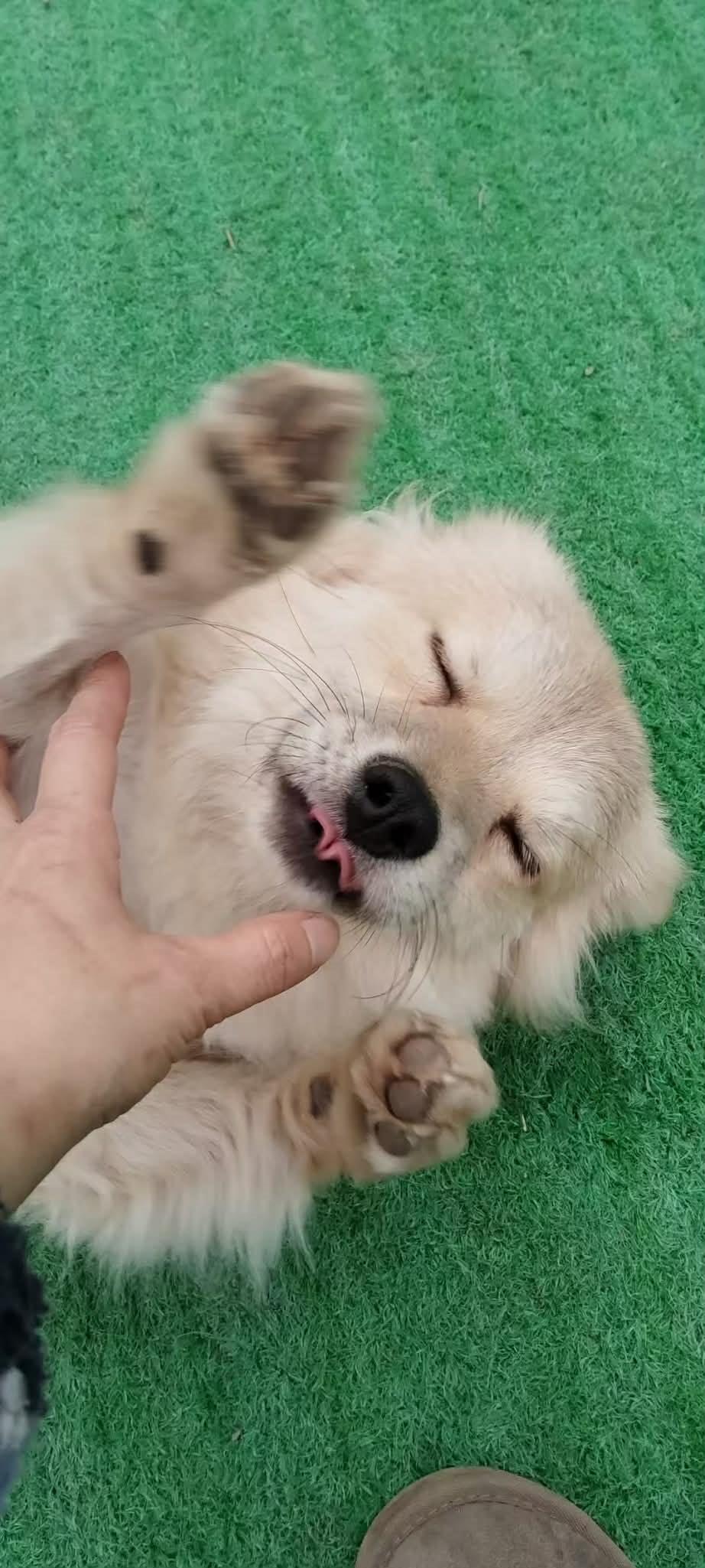 Enlarge Josh, a ADOPTABLE Mixed Breed in Markham, ON image 3/3