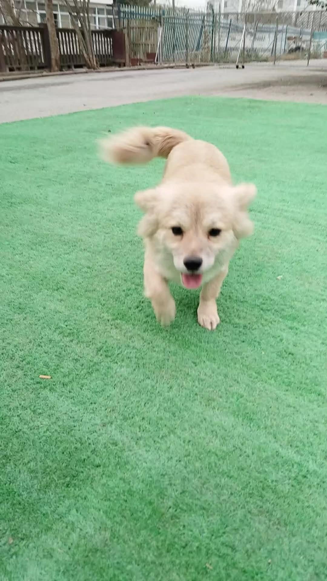 Enlarge Josh, a ADOPTABLE Mixed Breed in Markham, ON image 1/3