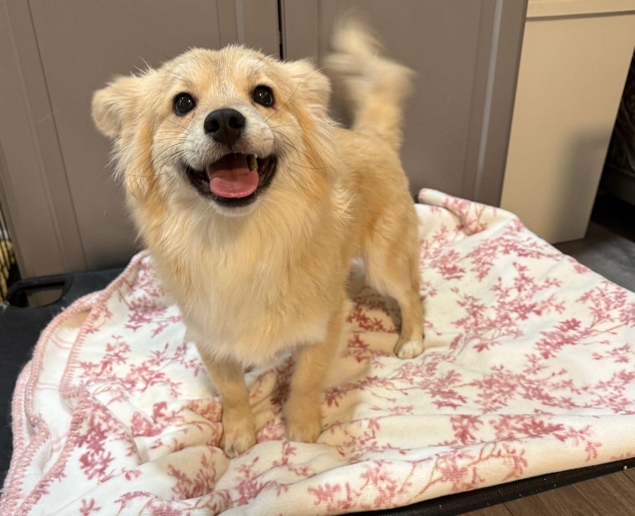 Enlarge Toast , an adopted Mixed Breed in Markham, ON image 2/2