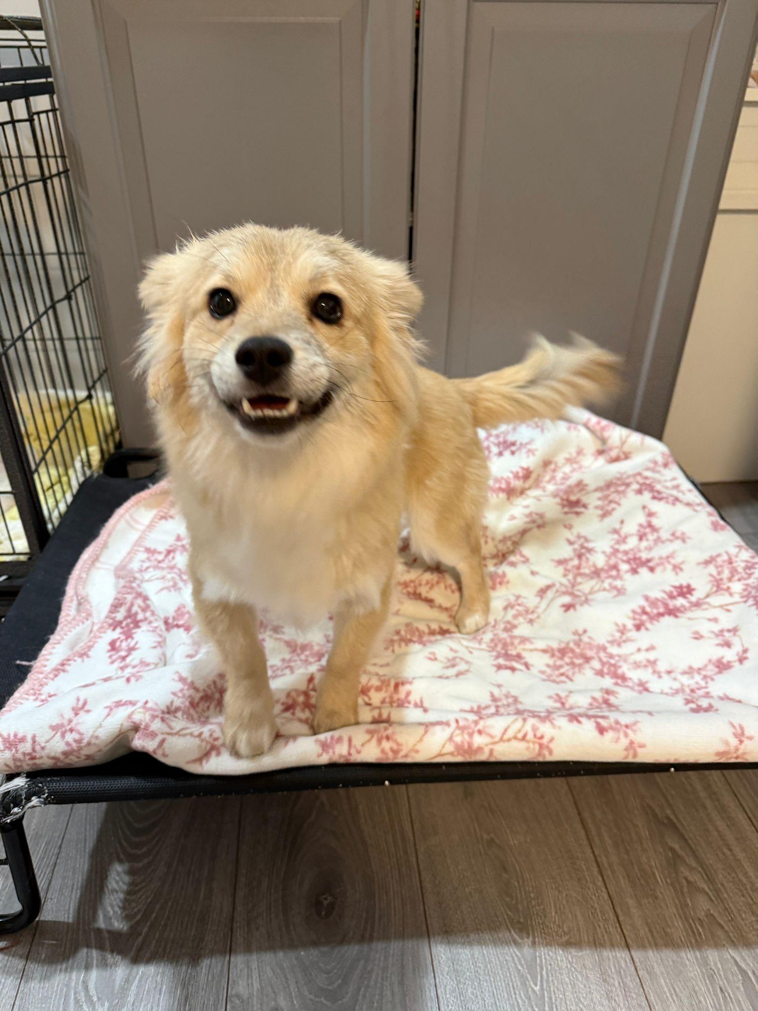 Enlarge Toast , an adopted Mixed Breed in Markham, ON image 1/2