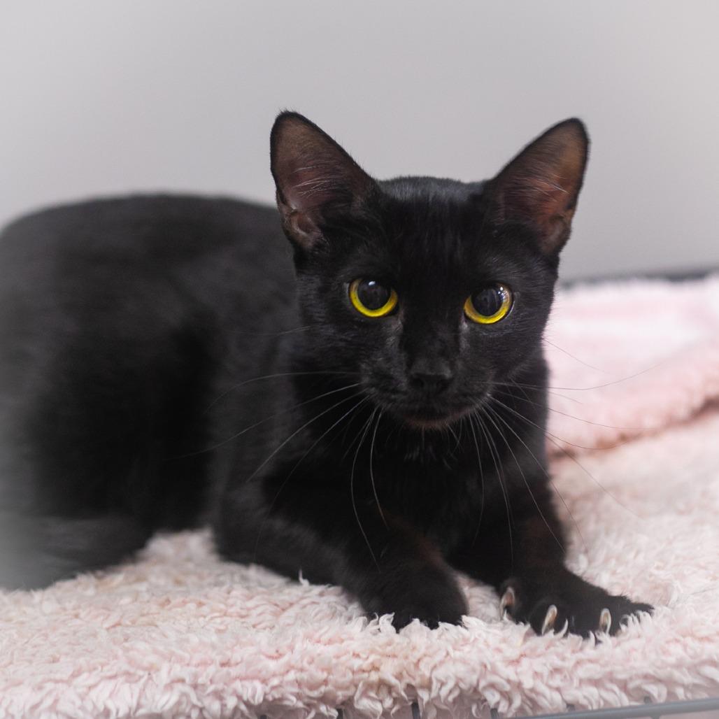 Zara, Adoptable, Adult Female Domestic Short Hair.