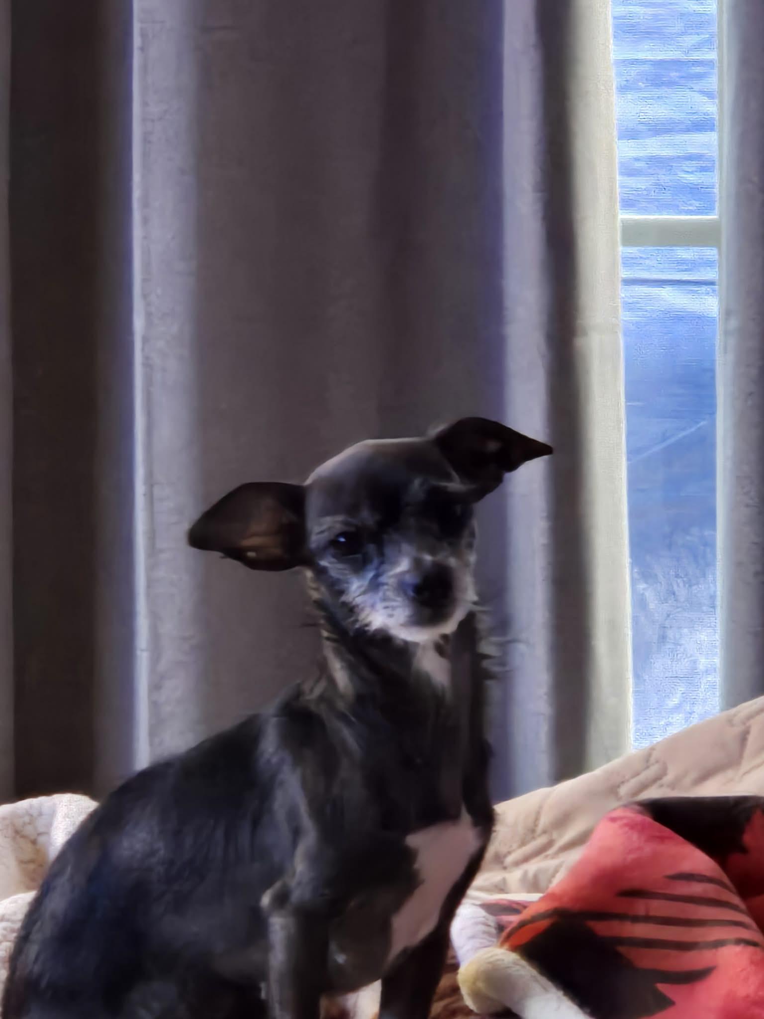 Enlarge Bitsy, a Adoptable Chihuahua in Lakemont, GA image 1/3