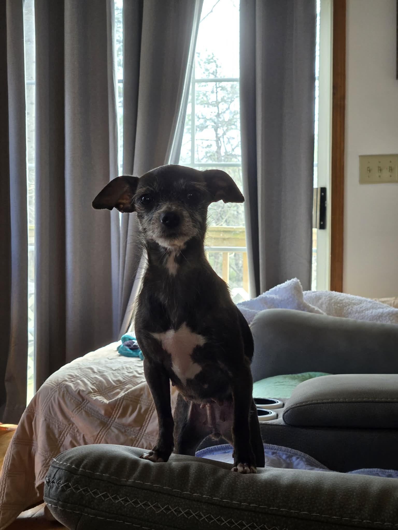 Bitsy — thumbnail 2