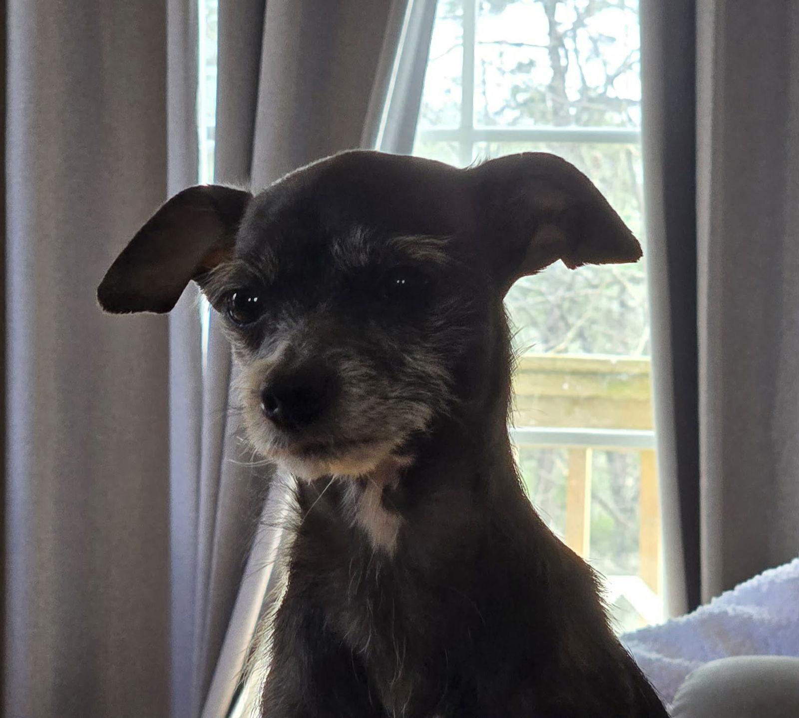 Enlarge Bitsy, a Adoptable Chihuahua in Lakemont, GA image 3/3