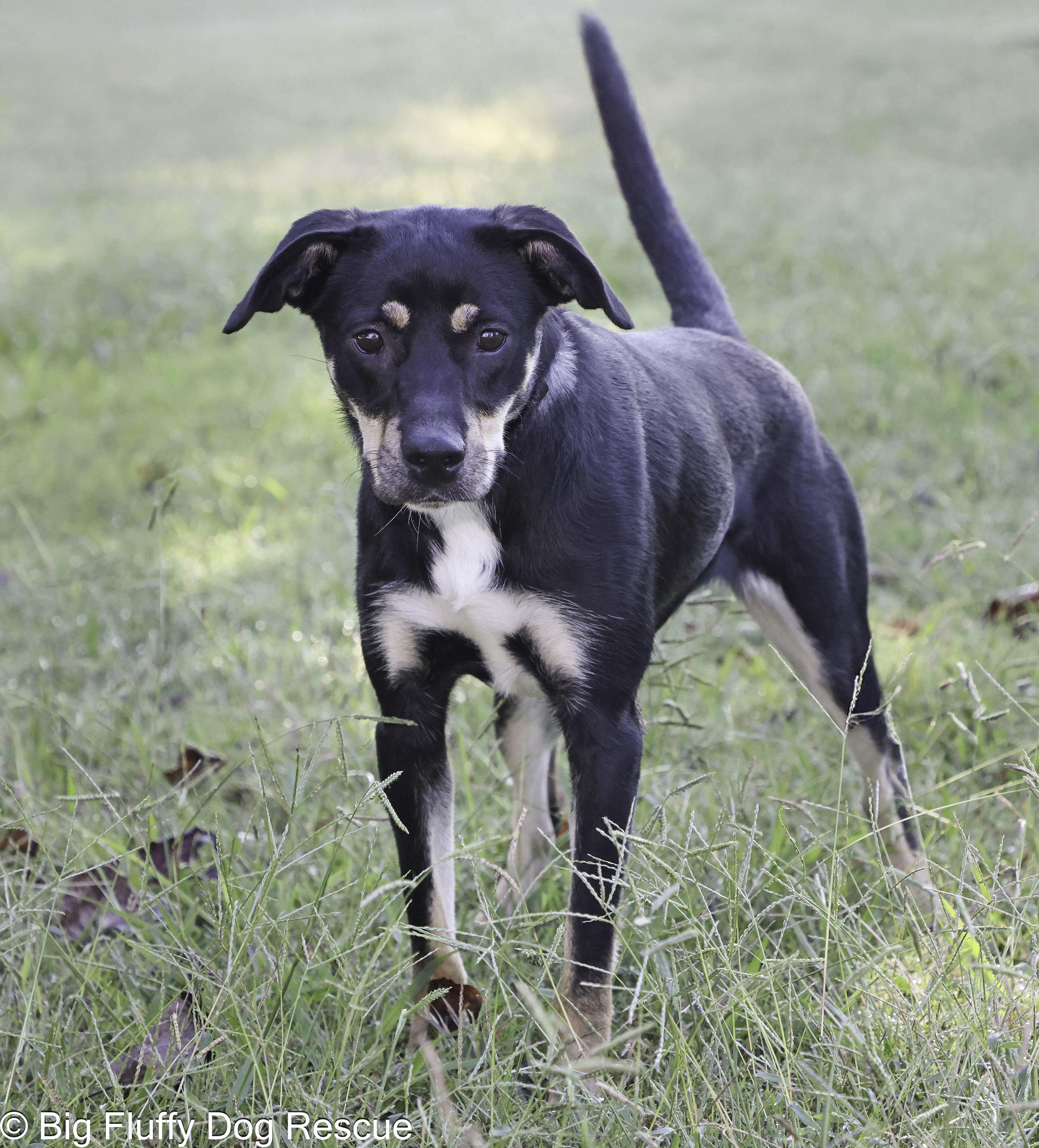 Althea — thumbnail 2