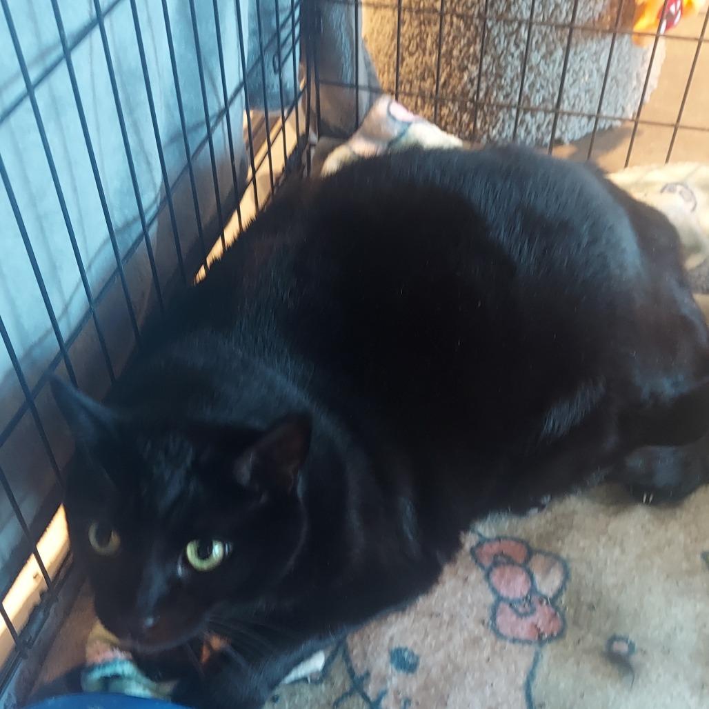 Doobert, Adoptable, Senior Male Domestic Short Hair.