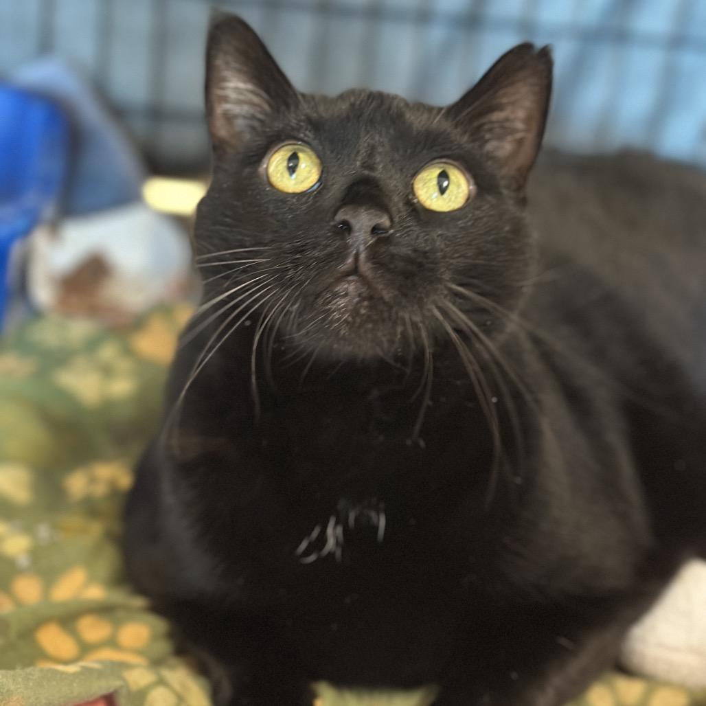 Enlarge Doobert, a Adoptable mixed breed in Matteson, IL image 2/3