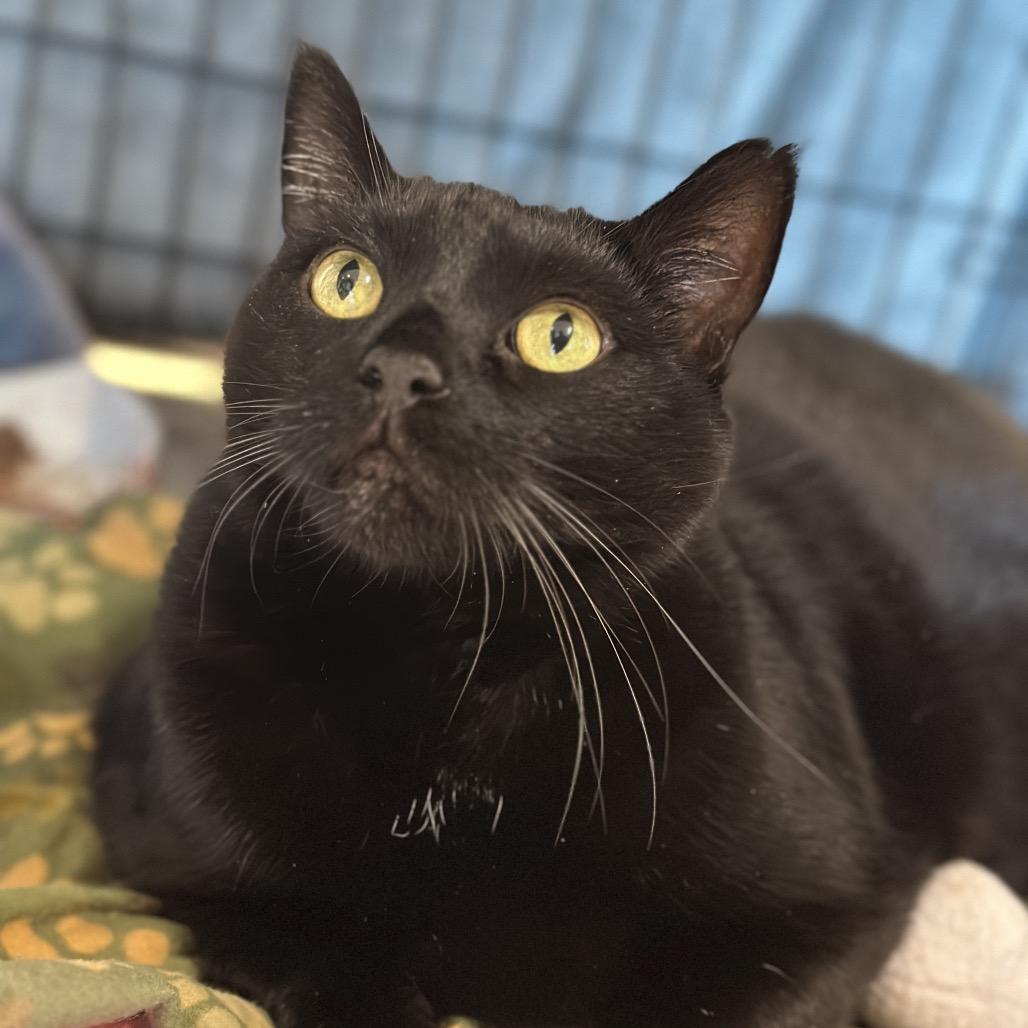 Enlarge Doobert, a Adoptable mixed breed in Matteson, IL image 3/3