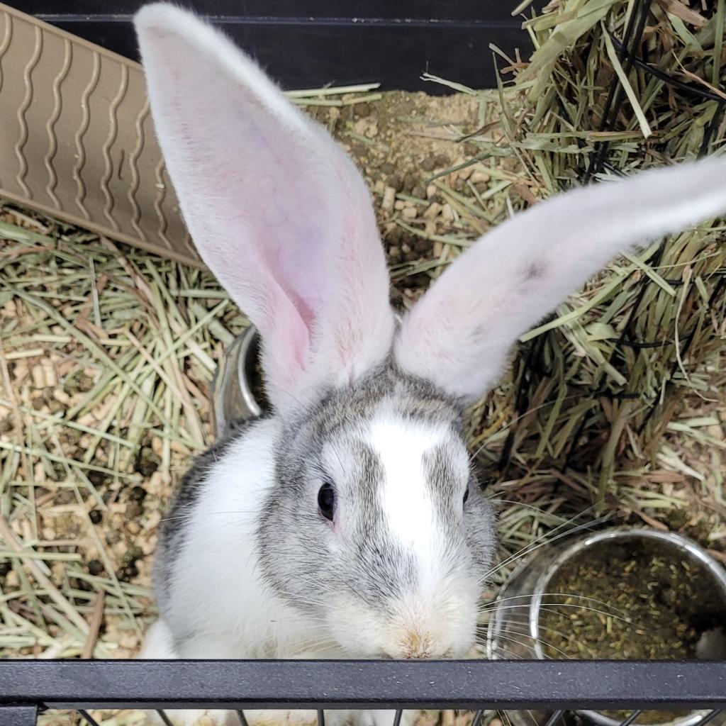 Noodle, Adoptable, Adult Female Flemish Giant.