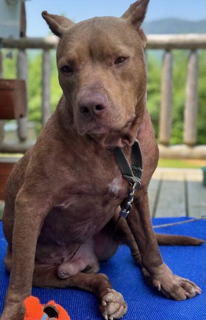 Romeo, Adopted, Young Male Pit Bull Terrier.
