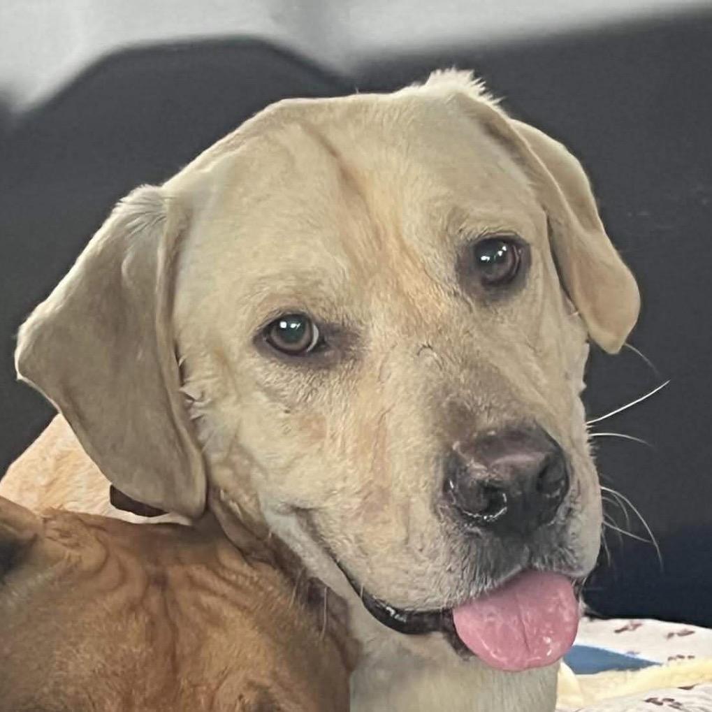 Wren (Spruce), Adoptable, Adult Male Labrador Retriever & Yellow Labrador Retriever.