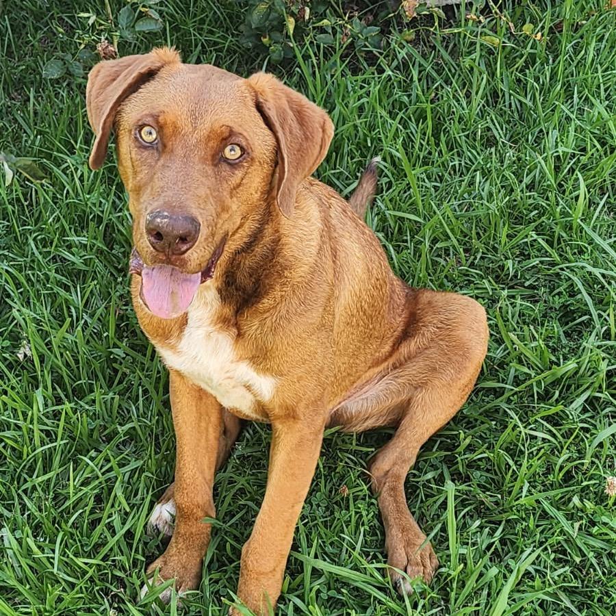 Rusty, Adoptable, Young Male Mountain Cur & Mixed Breed.