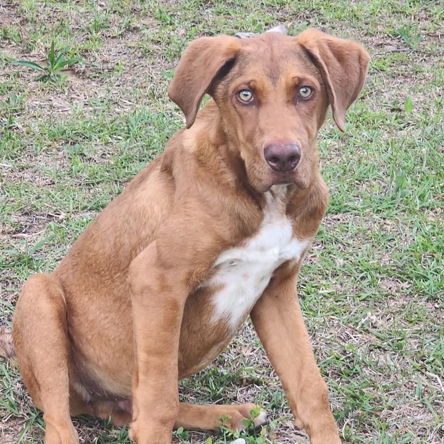 Rusty, a Adoptable mixed breed in Tupelo, MS image 2/5