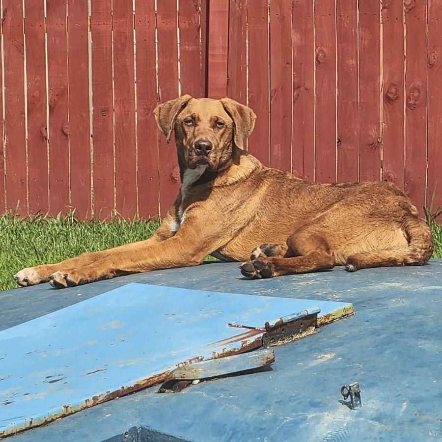Rusty, a Adoptable mixed breed in Tupelo, MS image 3/5