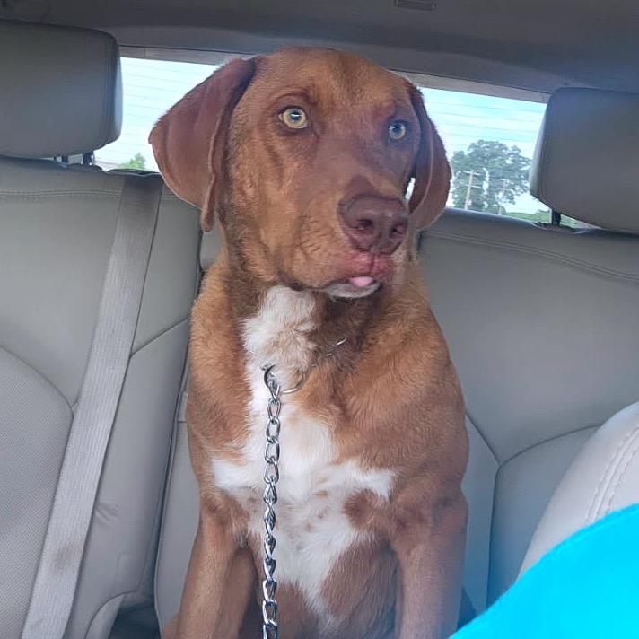 Rusty, a Adoptable mixed breed in Tupelo, MS image 4/5