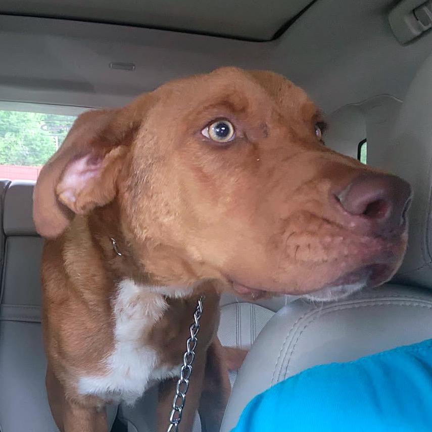Rusty, a Adoptable mixed breed in Tupelo, MS image 5/5