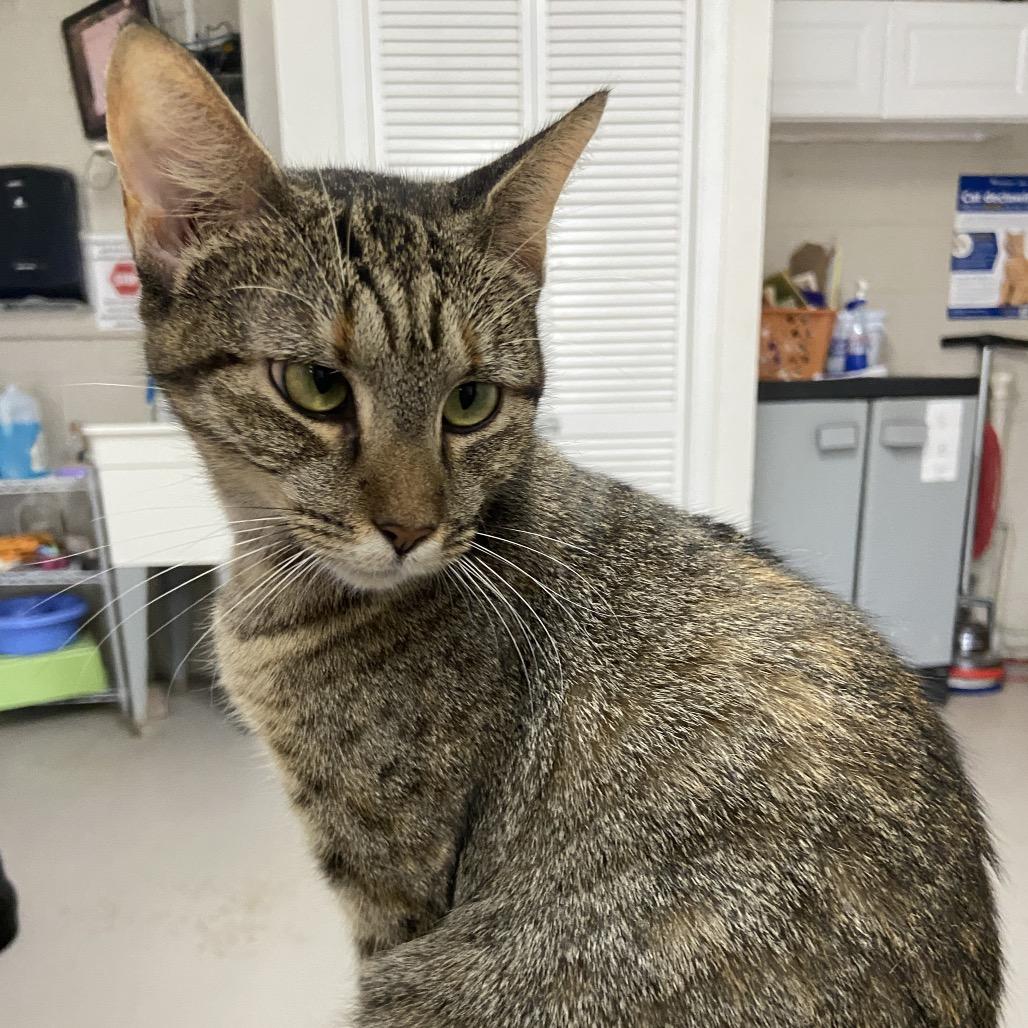 Enlarge Janette, a Adoptable Domestic Short Hair in Laredo, TX image 1/4