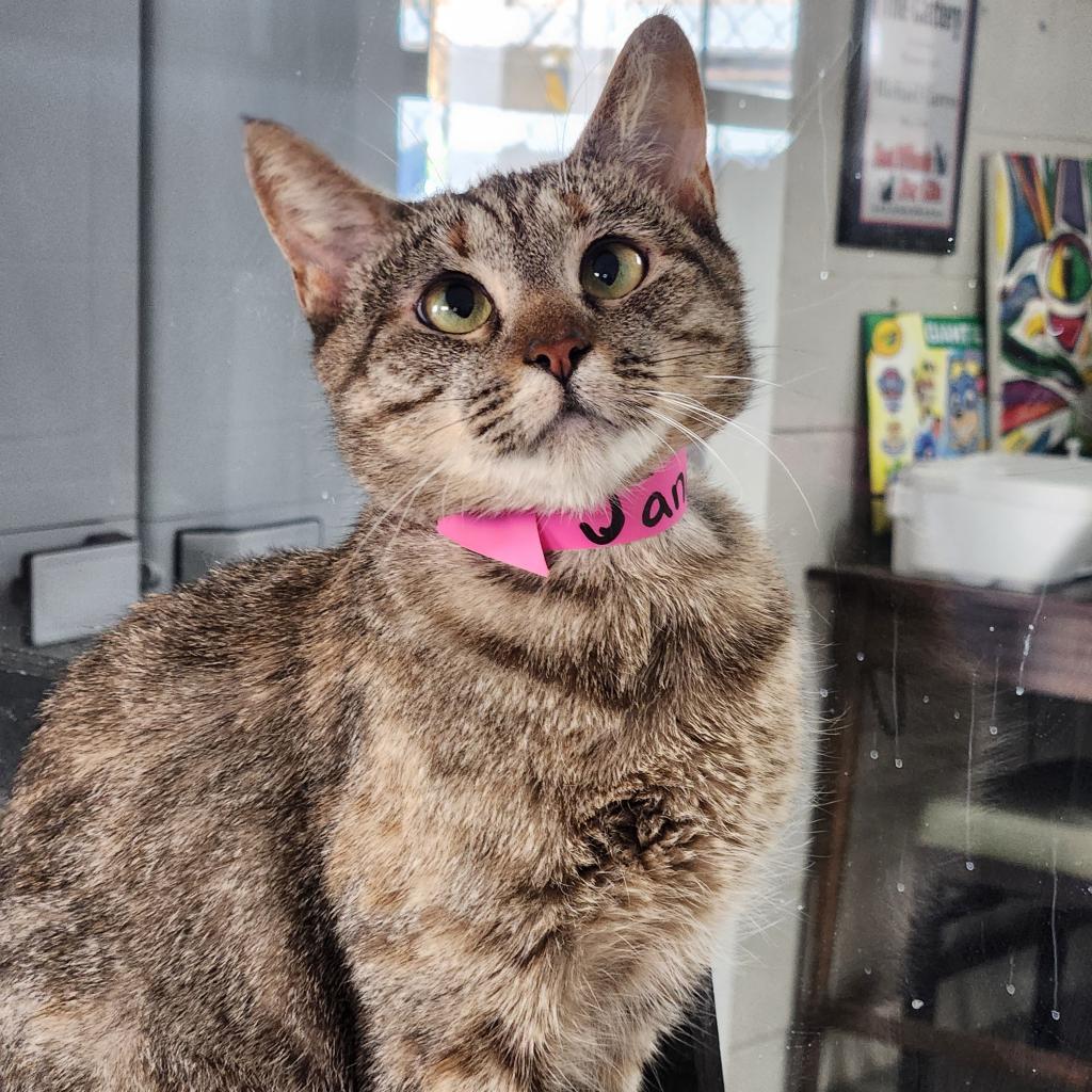 Enlarge Janette, a Adoptable Domestic Short Hair in Laredo, TX image 3/4