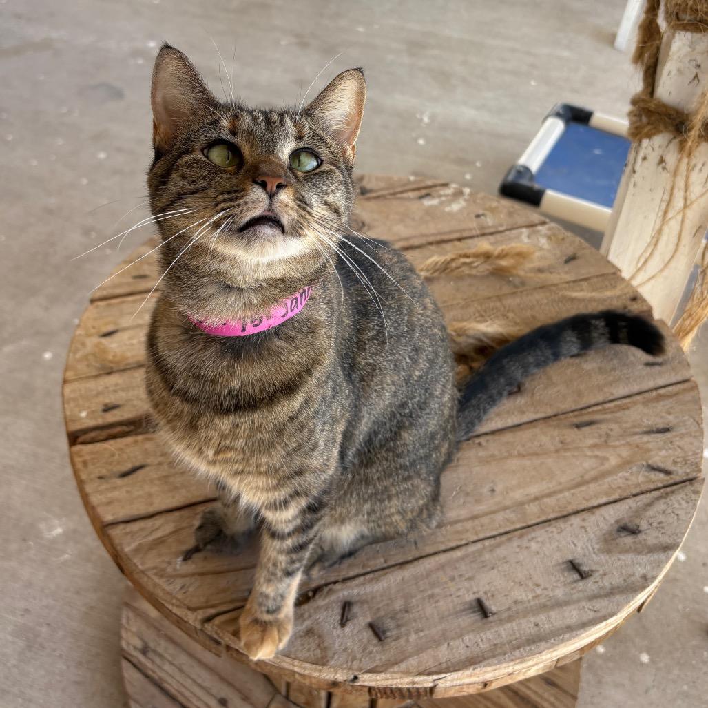 Enlarge Janette, a Adoptable Domestic Short Hair in Laredo, TX image 4/4